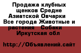 Продажа клубных щенков Средне Азиатской Овчарки - Все города Животные и растения » Собаки   . Иркутская обл.